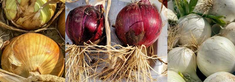 Onions are on the Way to Market