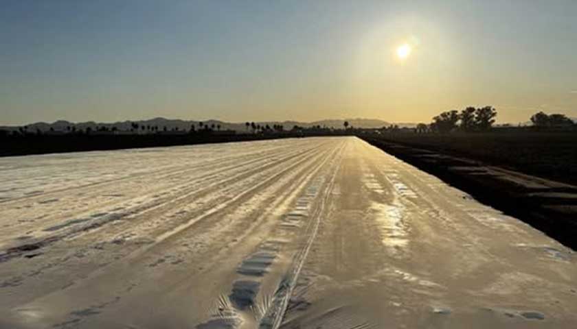A Thriving Strawberry Crop Starts with Soil Fumigation