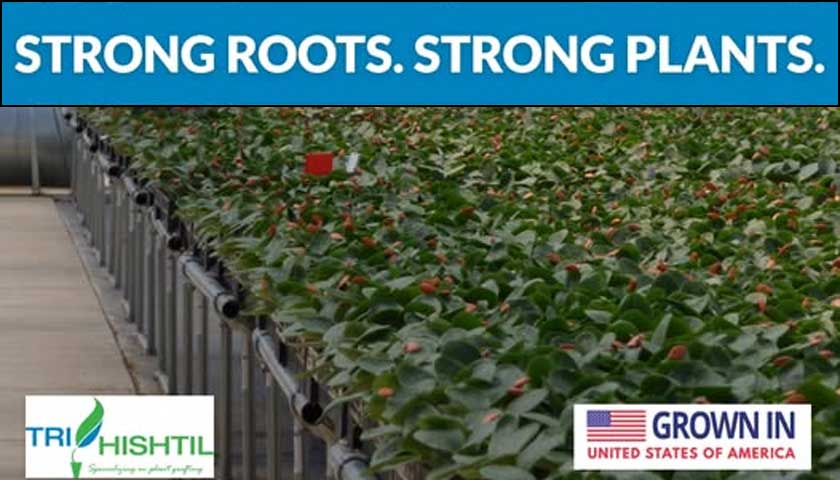 Tri-Hishtil Grafted Strawberries