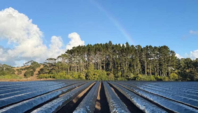 A Spectacular Rainbow Over Healthy Soil and Thriving Strawberries