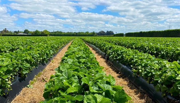 TriCal New Zealand Support Strawberry Growers