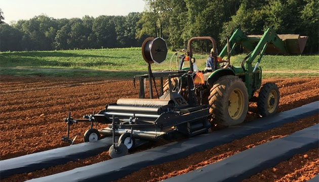 Soil Health is the Foundation of High-Quality Strawberry Crop