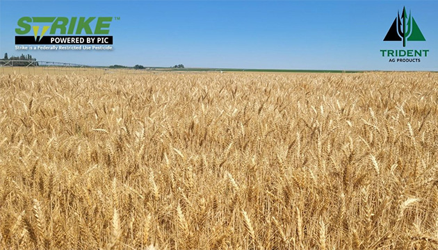 Year 2 of Trial Exploring Strike in Wheat