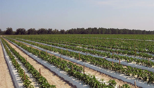 TriEst Talks Soil Health