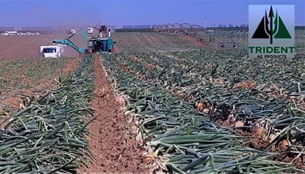  Its Onion Harvesting Time!