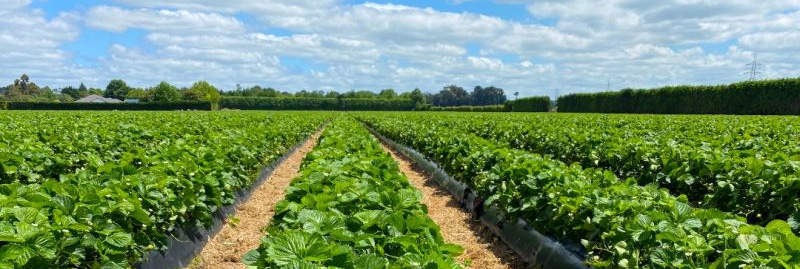 TriCal New Zealand Support Strawberry Growers