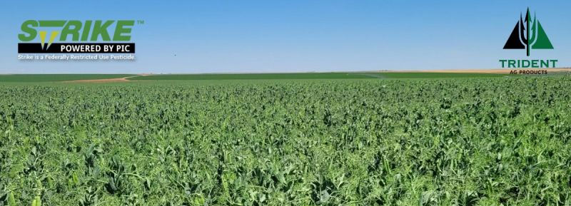 This lush field of peas Benefits from Strike™