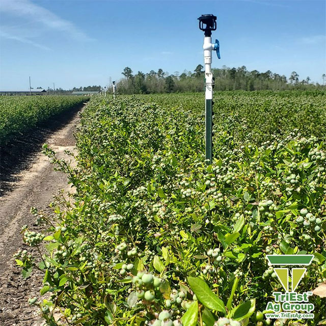 TriEst Ag Group Delivers Customized Irrigation Solutions