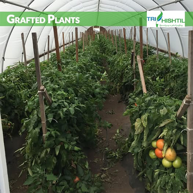 Grafted tomato plants from Tri-Hishtil 