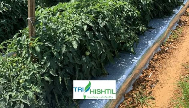 Grafted Tomato Plants are an Ideal Solution