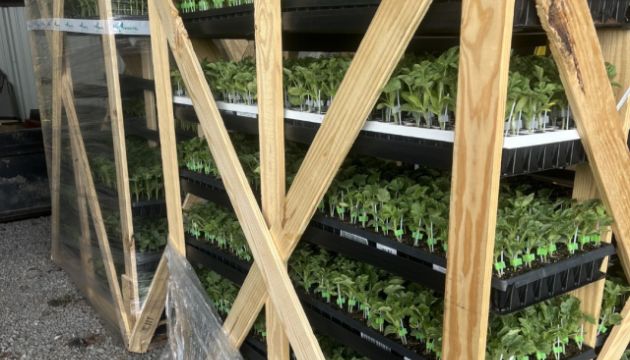 Choosing a Rootstock with Tri-Hishtil