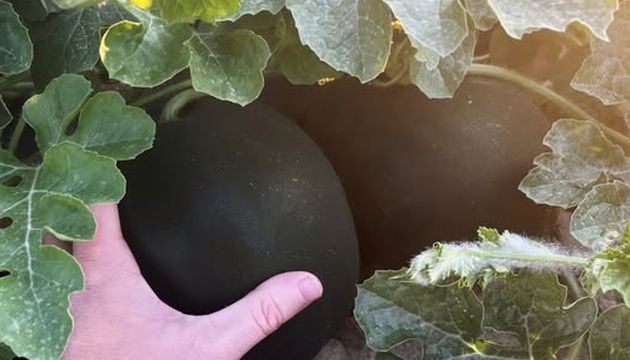 Strong Foundation of Success with Grafted Watermelons