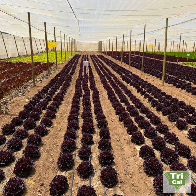 Uniformity that Starts at the Root