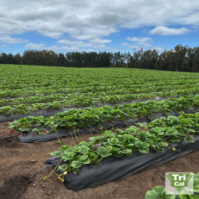 Strawberries with a better start