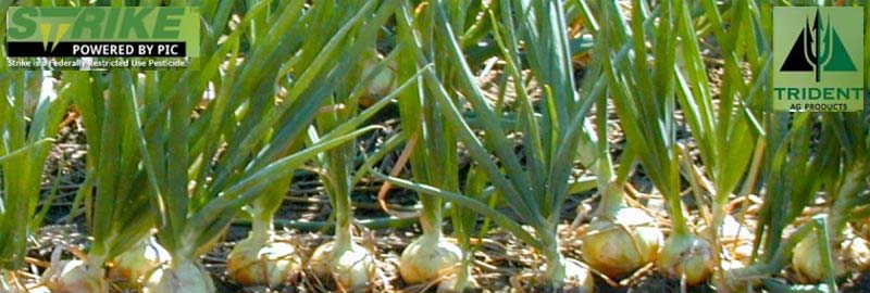 Pacific Northwest Onion Growers Getting Ready for Planting