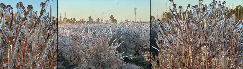 Josh Talks More about Frost Protection