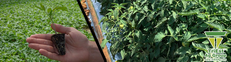 TriEst Ag offers solutions for Tomato Growers