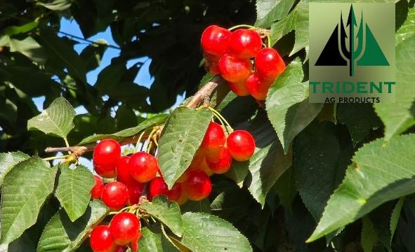 PNW Cherries Looking Strong This Season