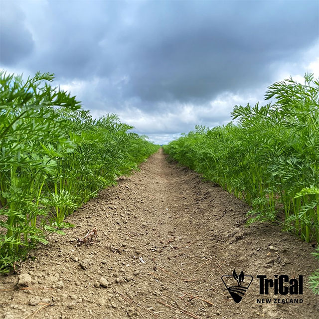 Healthy Soil, Thriving Carrots Treated with Tri-Form 60