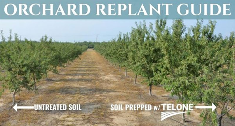 Orchard Replant Guide