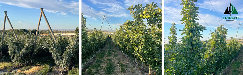 Is Your Orchard Powered by Pic?