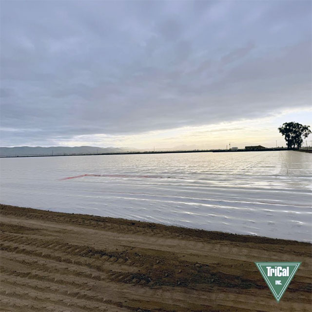 Preparing for a Successful Strawberry Season