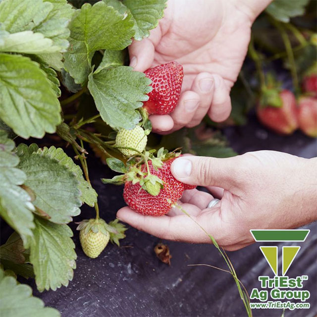 Metalosate® Supports Strawberry Growth and Berry Sizing