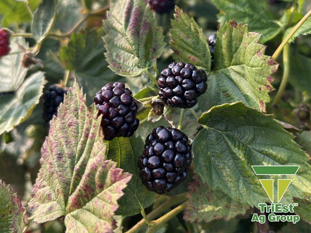 Georgia Blackberries are Thriving