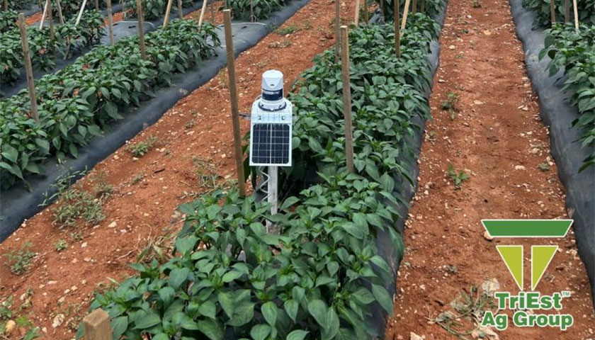 NC Jalapeño Peppers Thriving with TriEst Ag Support