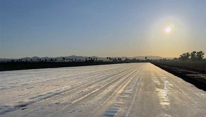Enhance Strawberry Plant Health and Boost Crop Resilience