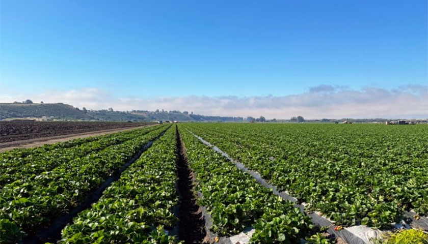 Fumigated Strawberry Field in Oceano Ripens for Harvest