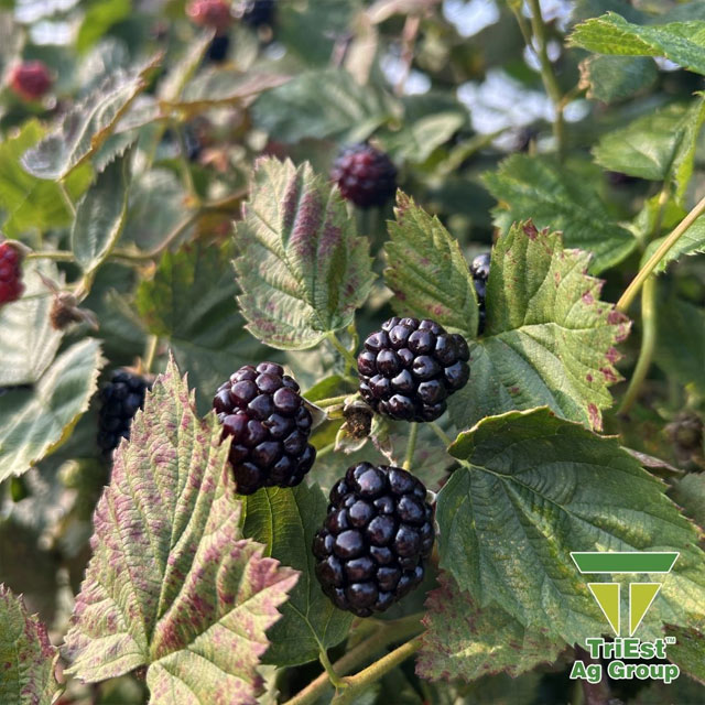Georgia Blackberries are Thriving