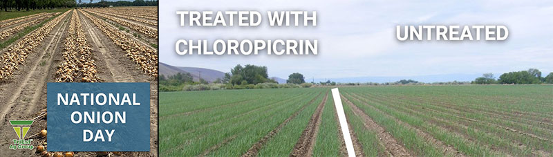 Sustainable Soil Health Solutions for Stronger Onion Crops