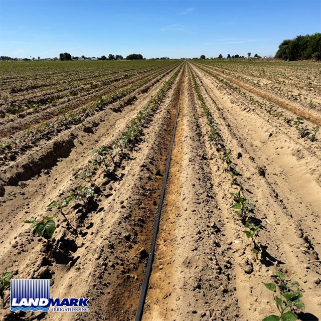 Fumigation and Irrigation for a Successful Season in Turlock