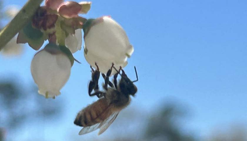 Honeybees enjoying Georgia Blueberry Blooms