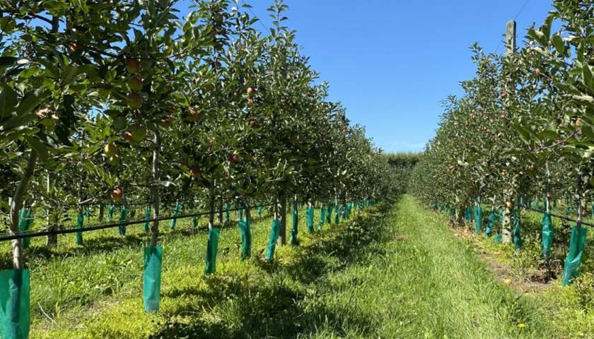 Pic-Plus: Tackling Apple Replant Disease