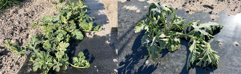 Josh Freeman on Grafted Plants vs. Fusarium