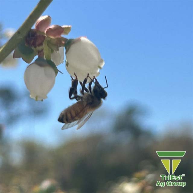 Honeybees enjoying Georgia Blueberry Blooms