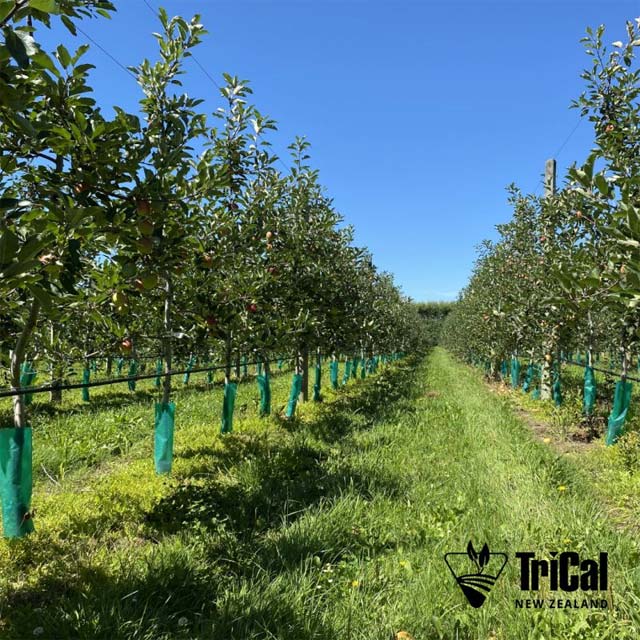 Pic-Plus: Tackling Apple Replant Disease