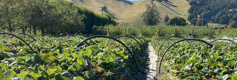 Stronger Soil, Thriving Strawberries