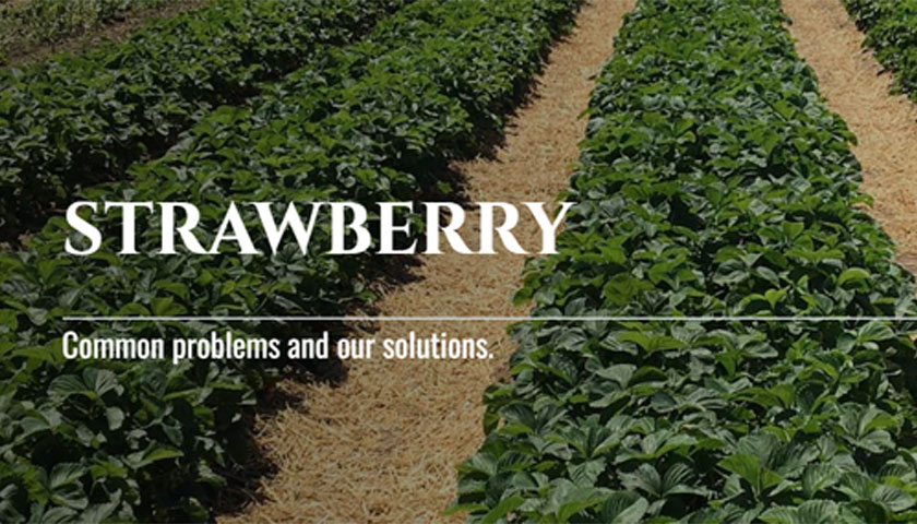 Teleos Ag's New Strawberry-Specific Crop Page