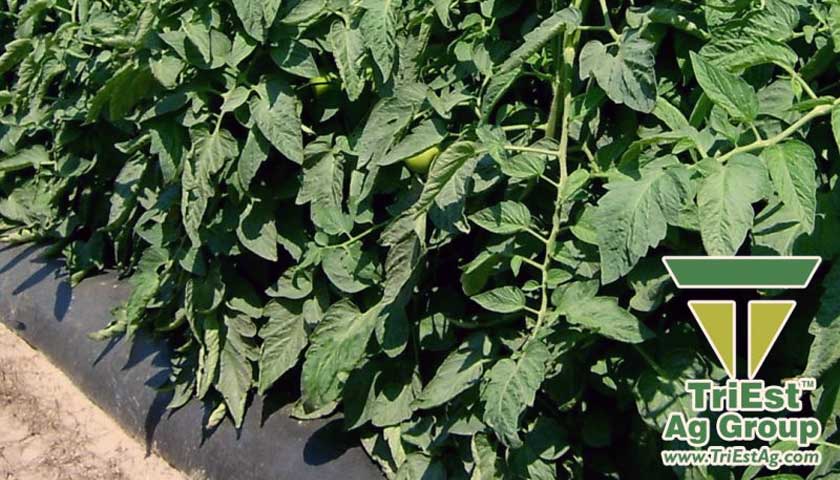 TriEst Soil Treatments Contribute to Soil Health.