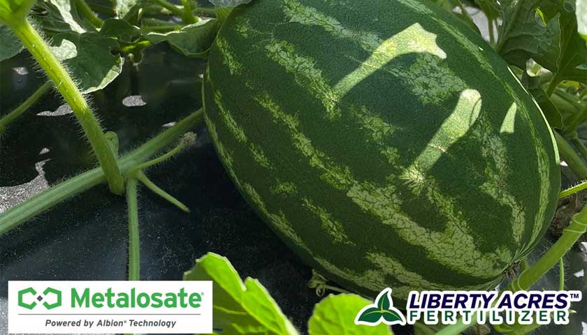 Metalosate Foliar Nutrition Kick Starts Watermellon