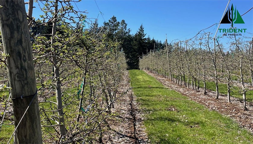 Orchard is Thriving in Salmon, WA