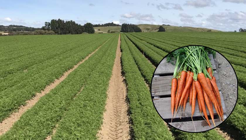 Promoting Healthy Carrot Growth through Soil Treatment