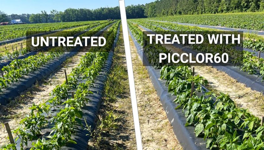 N.C. Pepper Grower Sees the Power of Chloropicrin