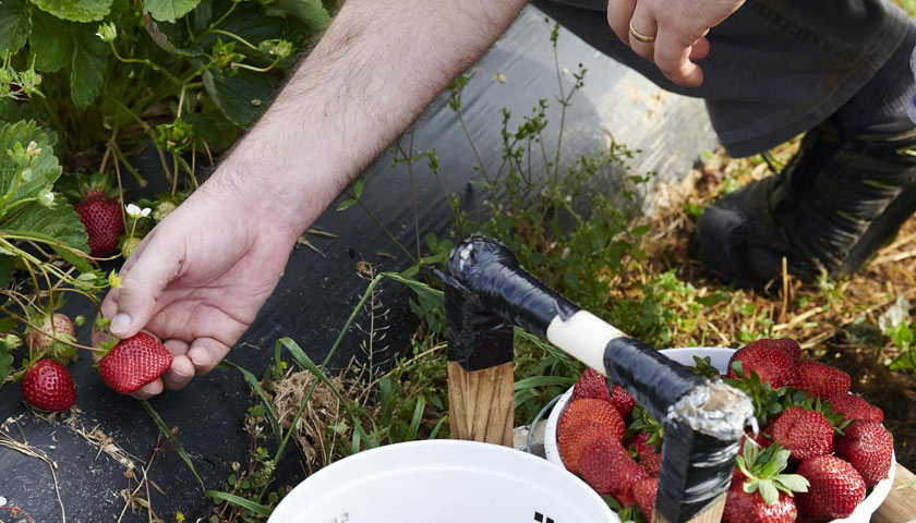 Chris Hays at the  Florida Strawberry Growers Association