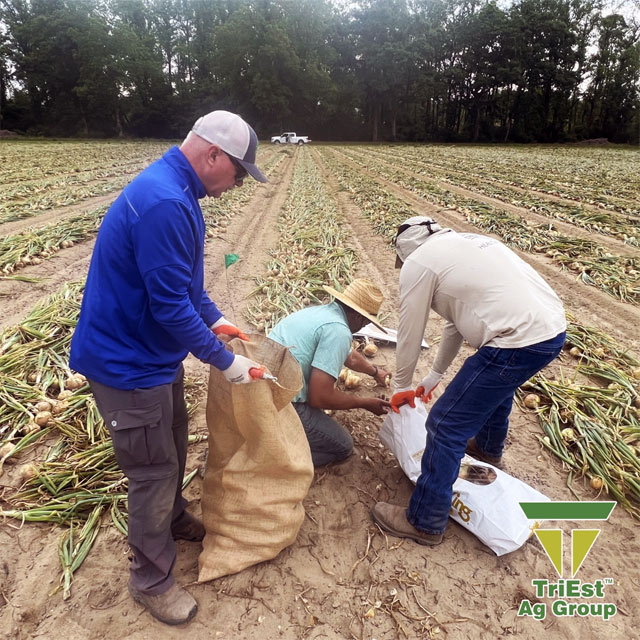 Triest Ag Agronomy Team Visits an Onion Field in GA