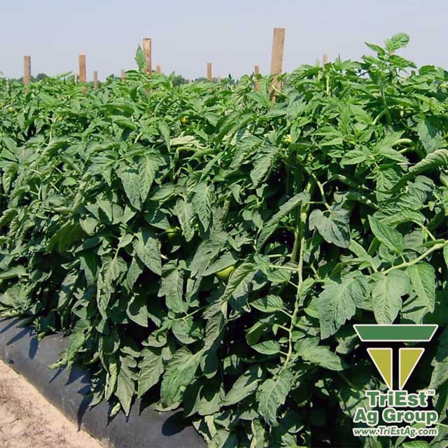 TriEst Soil Treatments Contribute to Soil Health.