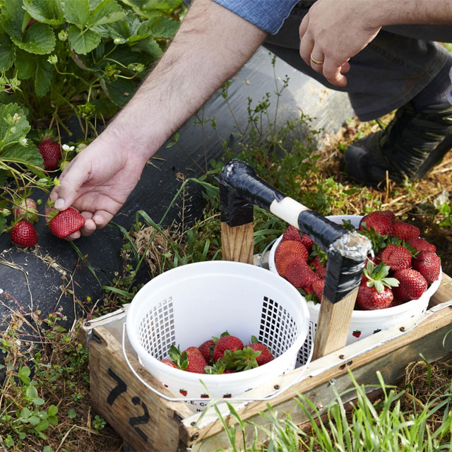 Chris Hays at the  Florida Strawberry Growers Association